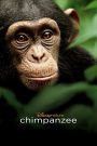 Chimpanzee 2012